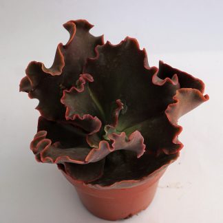 echeveria moniang