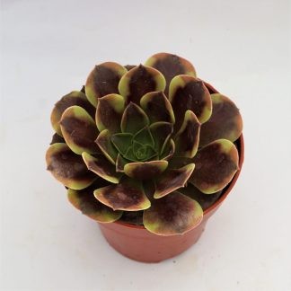 aeonium super bang