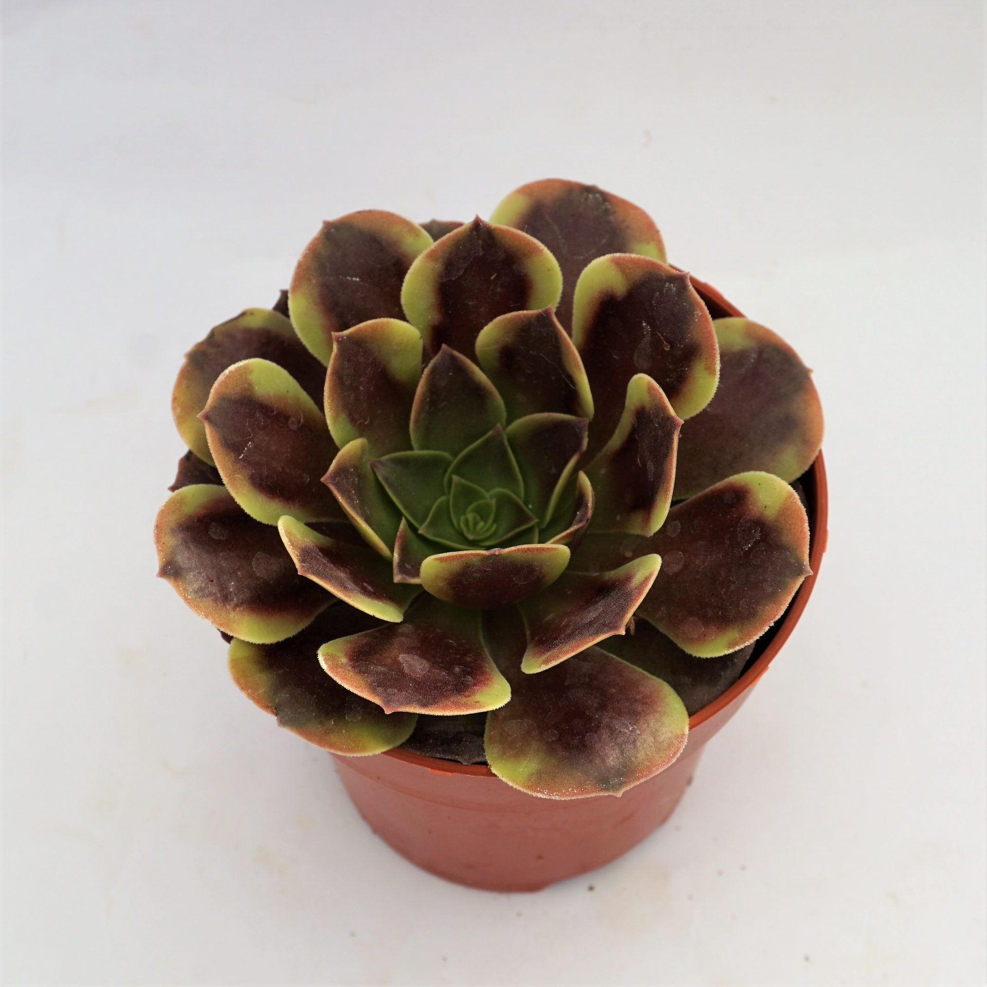 aeonium super bang