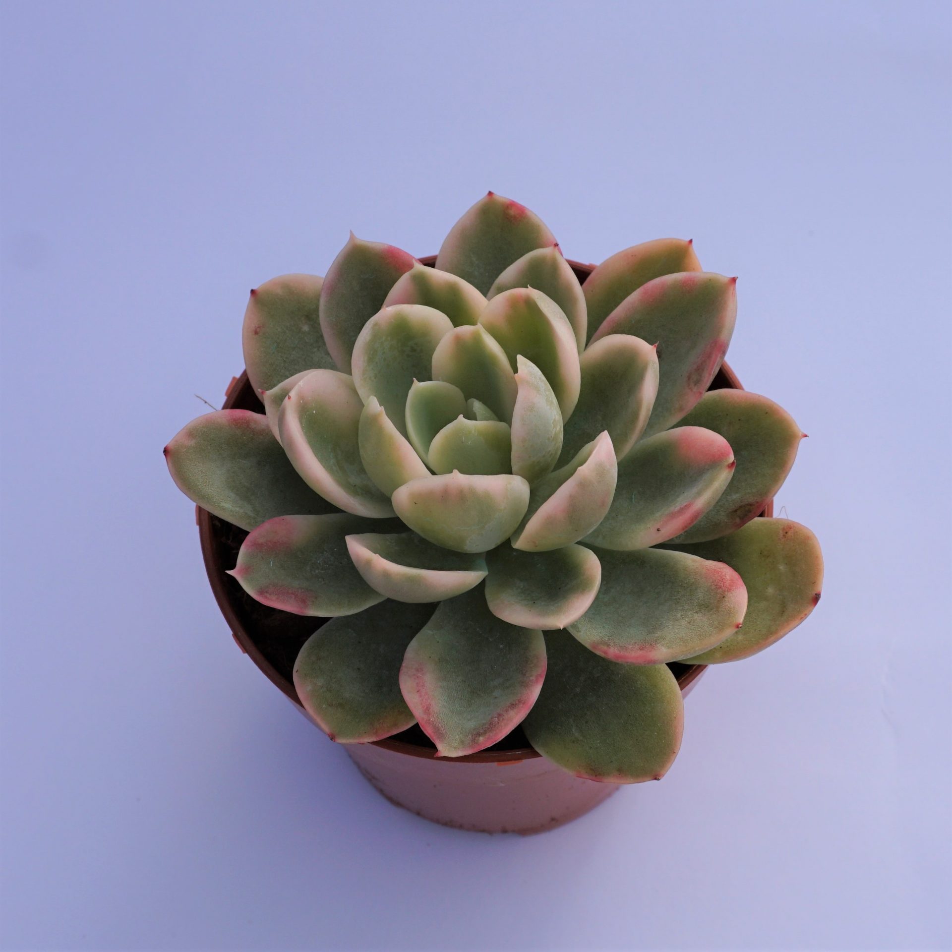 echeveria pink vera variegata