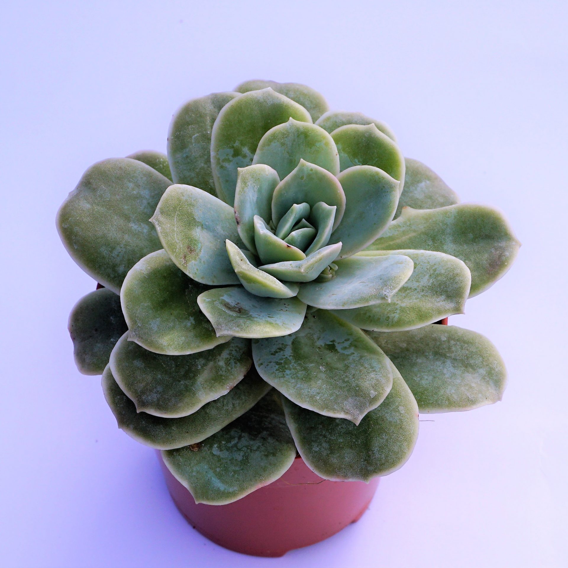 graptoveria lovely rose x paraguayense