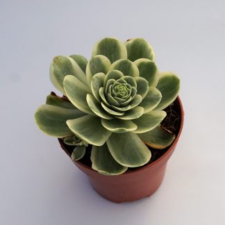 greenovia dodrentalis variegata