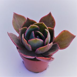 echeveria afterglow