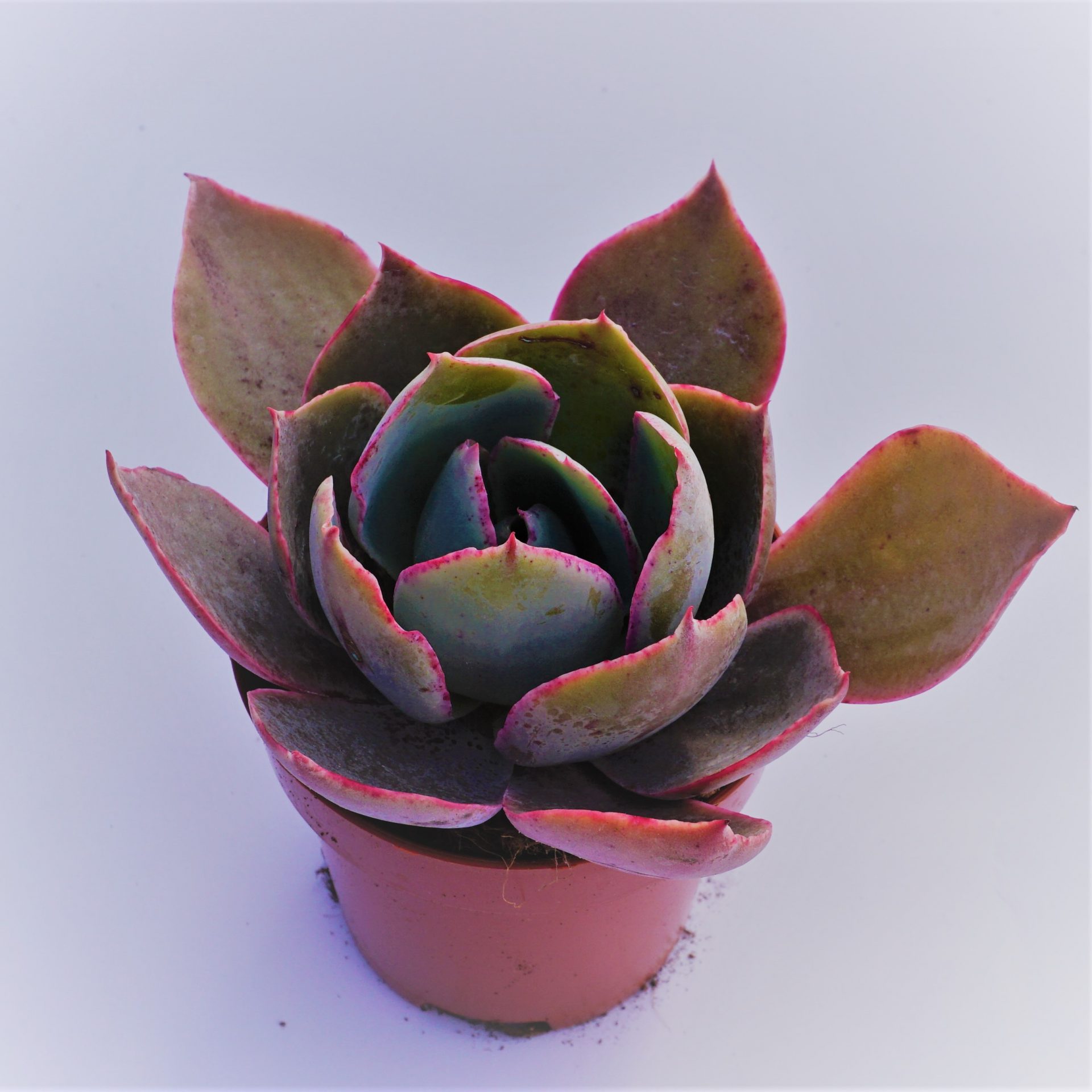 echeveria afterglow