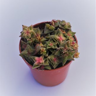 crassula capitella ssp thyrsiflora variegata