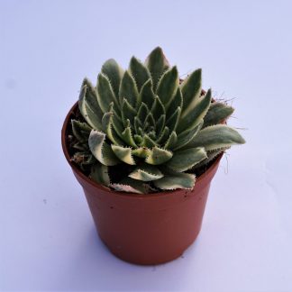 aeonium simsii variegata