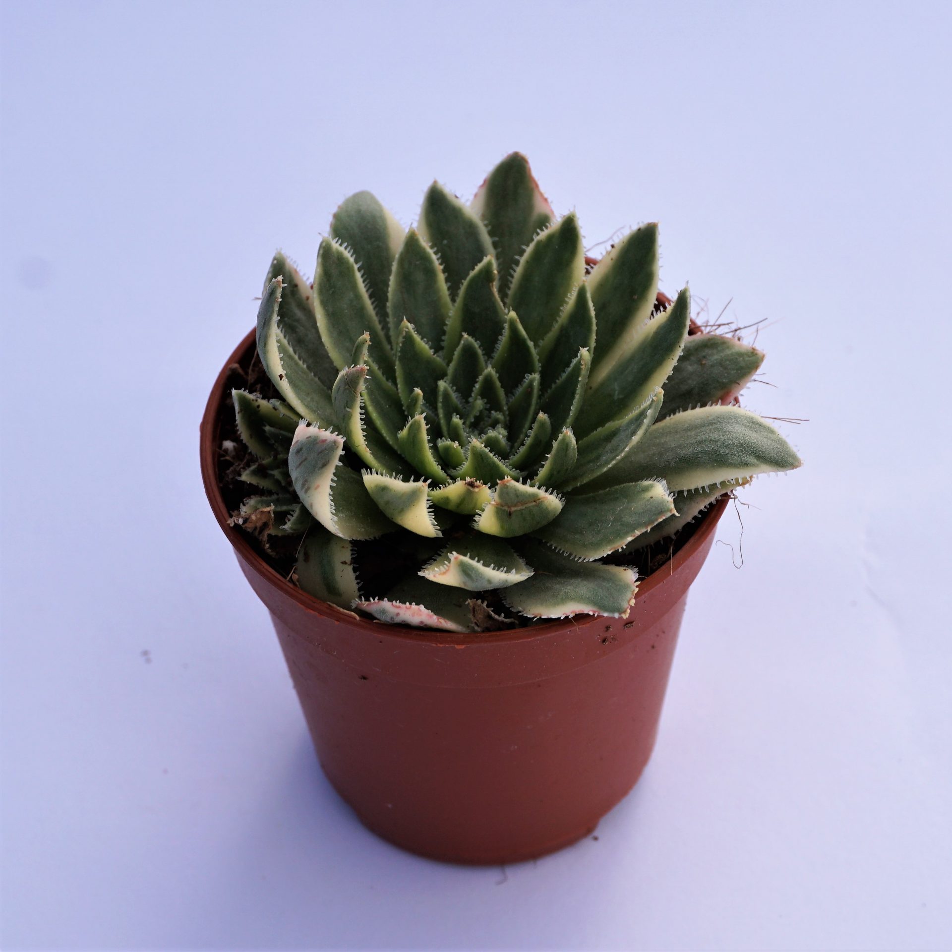 aeonium simsii variegata