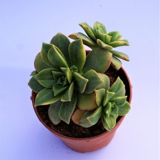 aeonium kiwi variegata