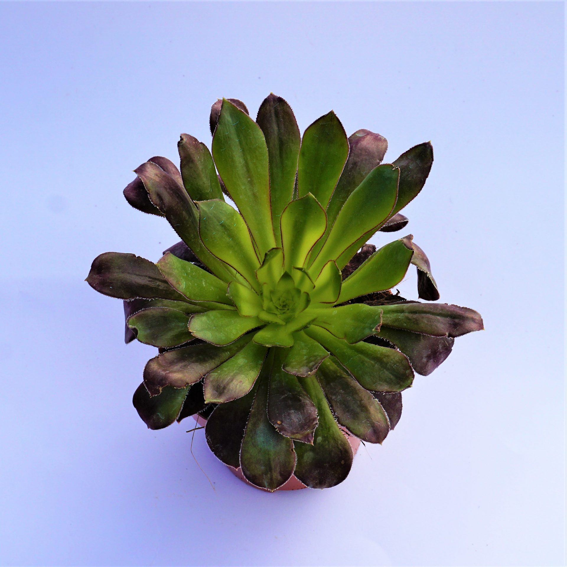 aeonium rainbow variegata