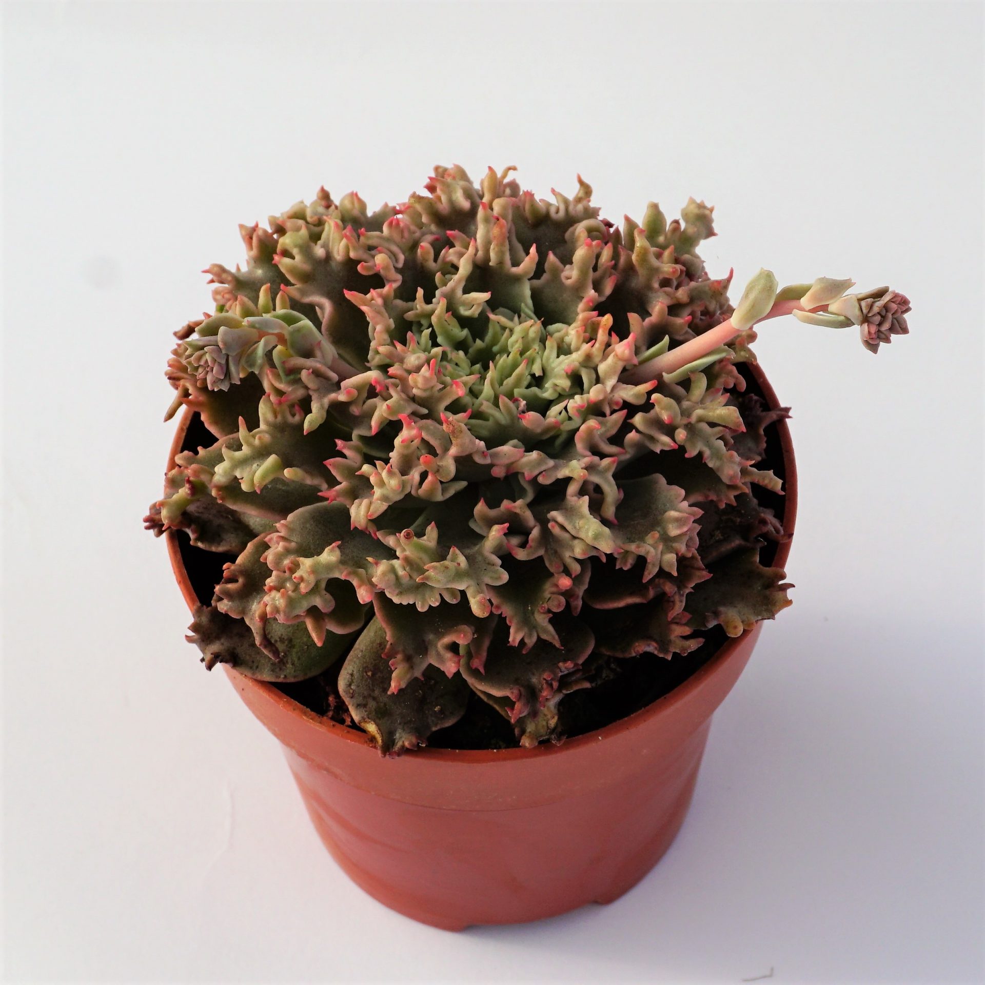 graptoveria starfire