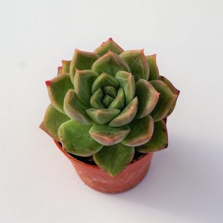 echeveria bubbaloo