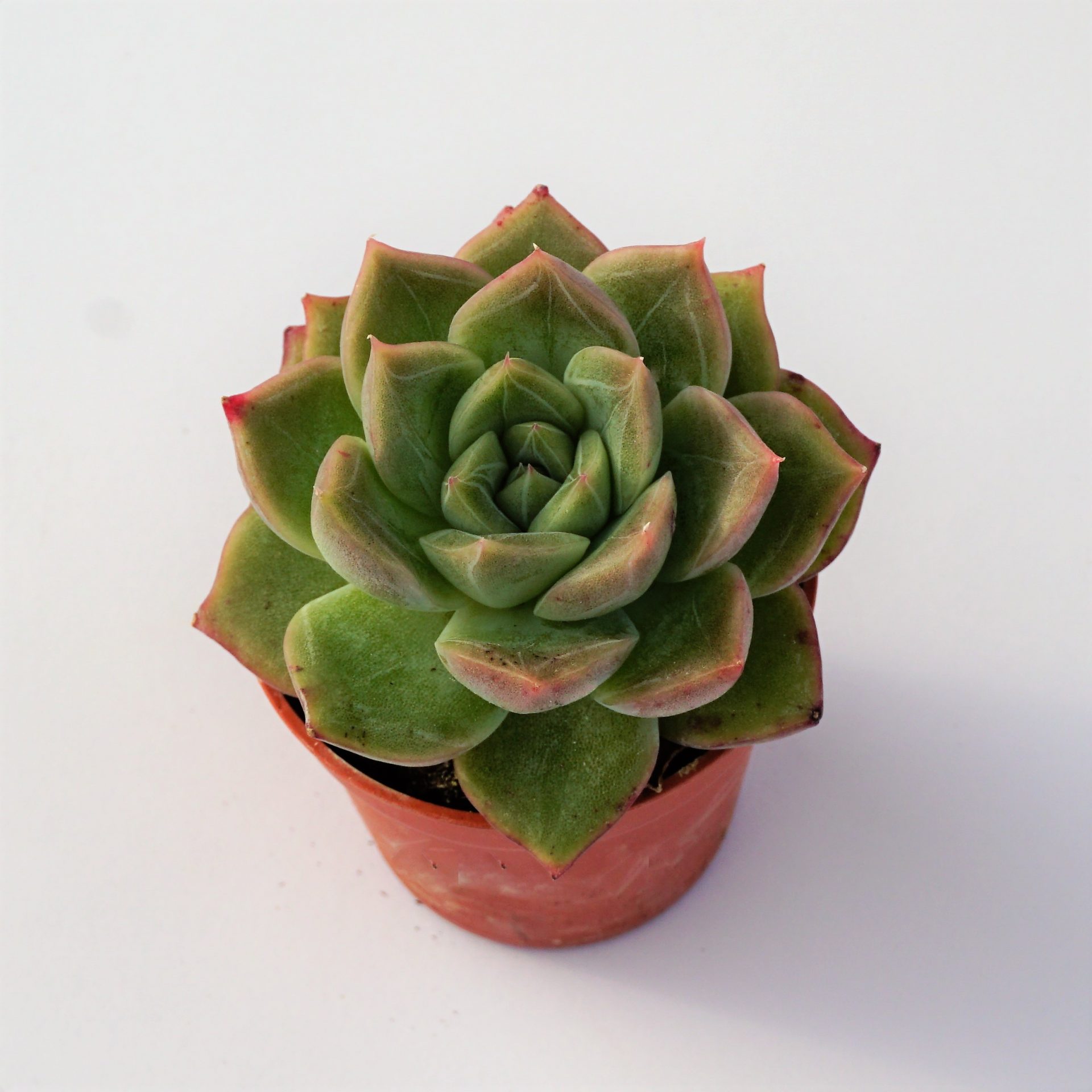 echeveria bubbaloo
