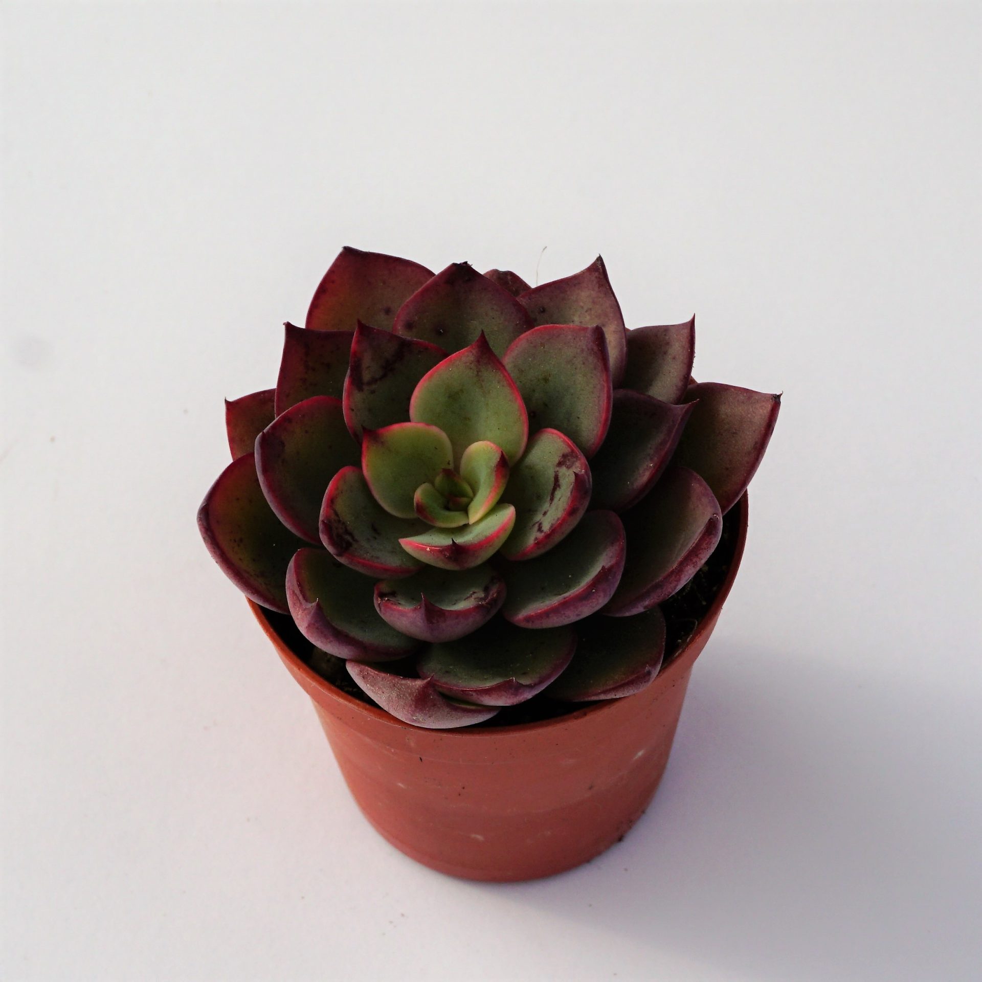 echeveria pure envy