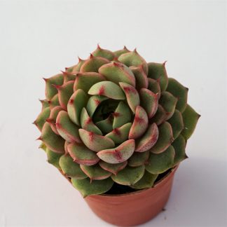 echeveria ben badis