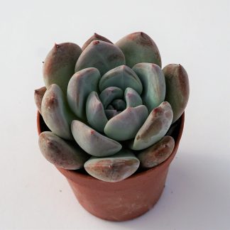 echeveria oceania