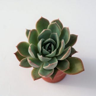 echeveria gangnam