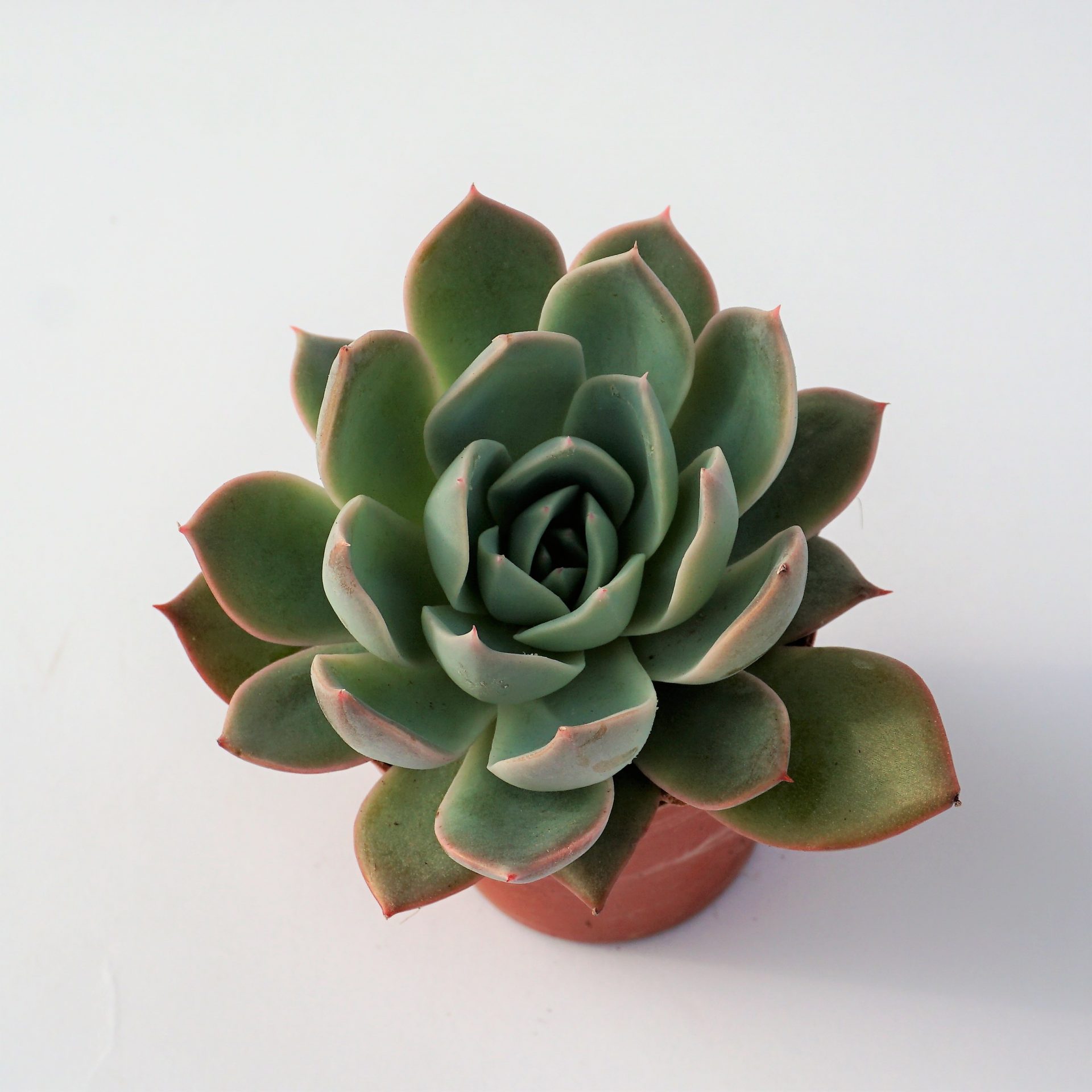 echeveria gangnam