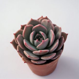 echeveria horizon