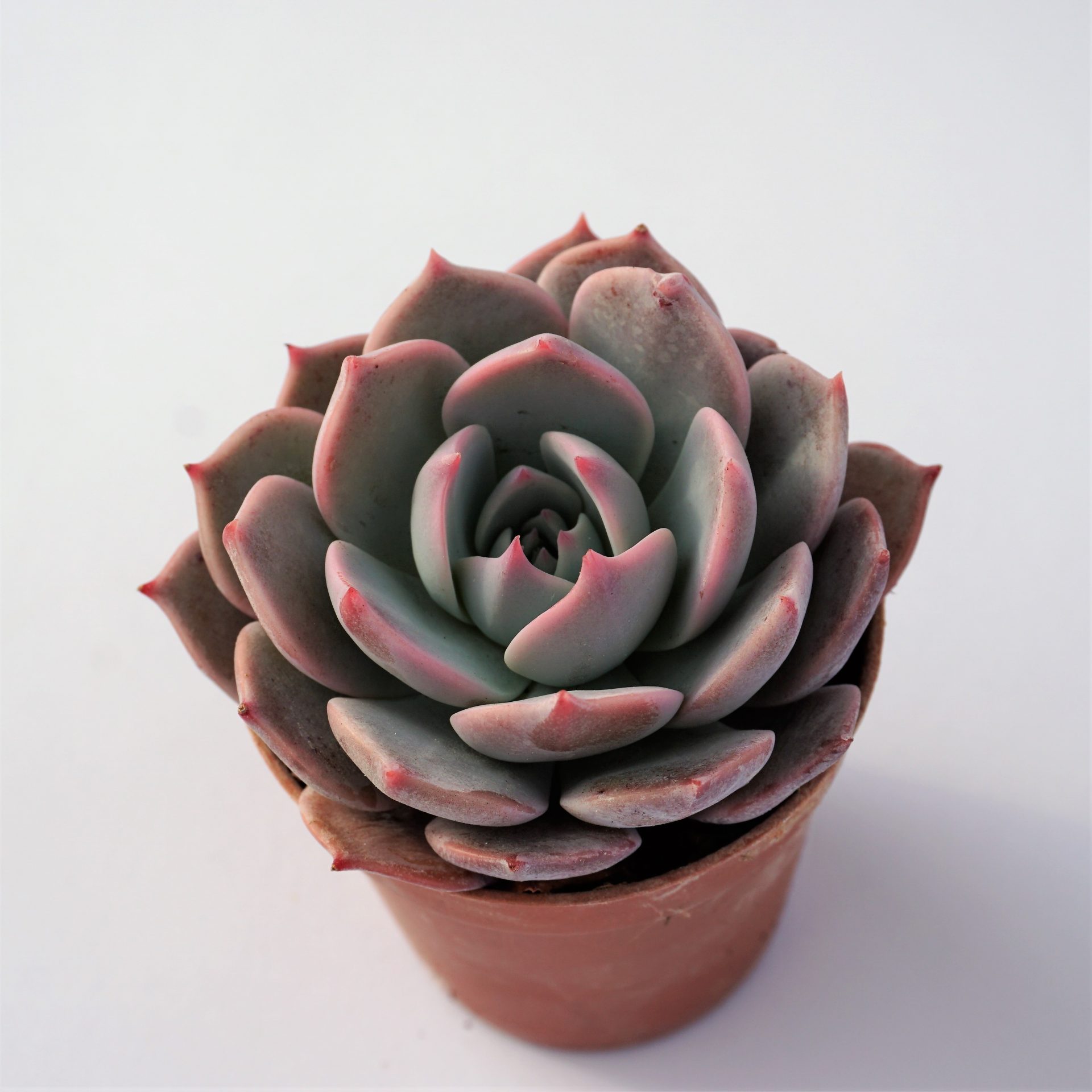 echeveria horizon