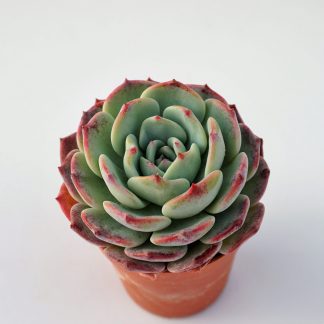 echeveria suryeon