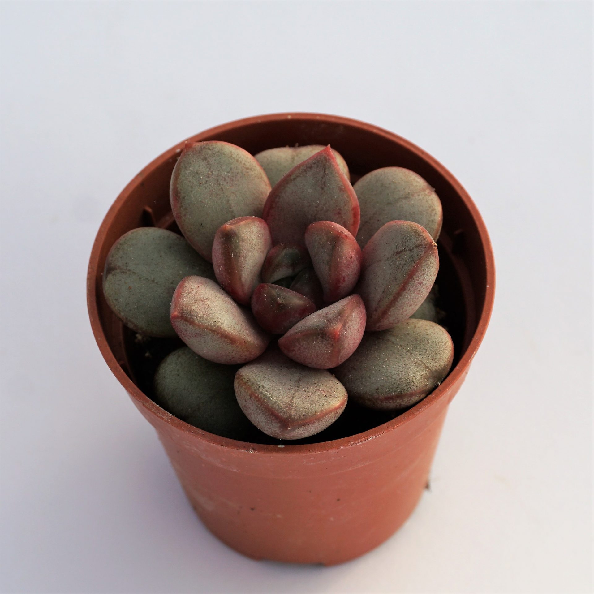 graptoveria amethorum