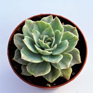 echeveria silver queen variegata