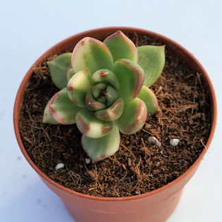 echeveria agavoides variegata