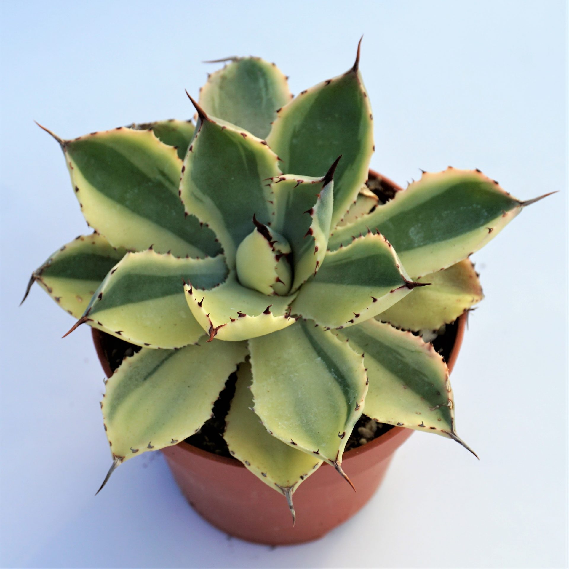 agave desert diamond