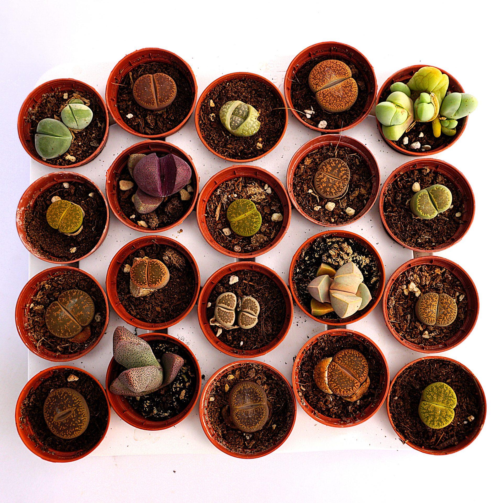 pack 03