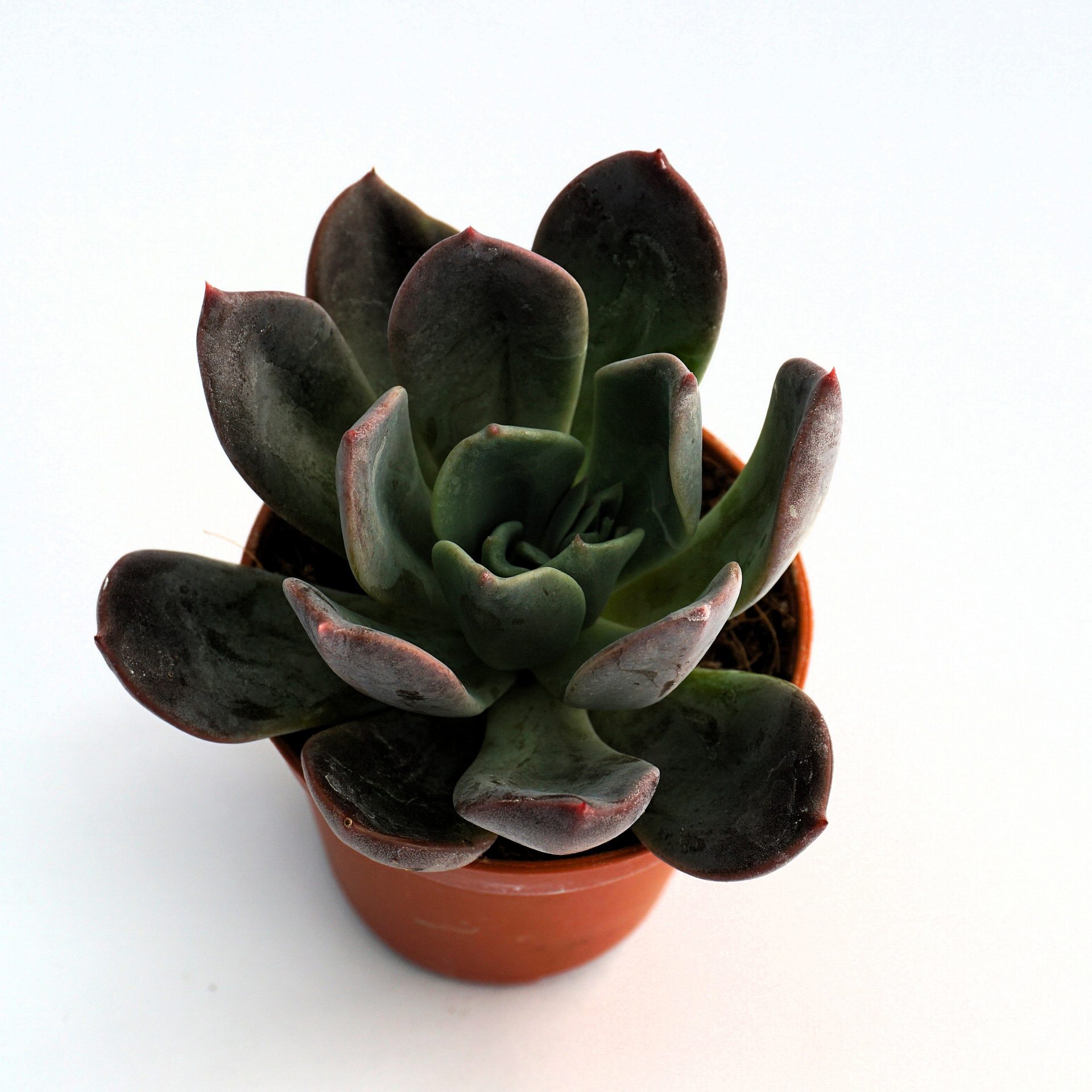 echeveria kuriana