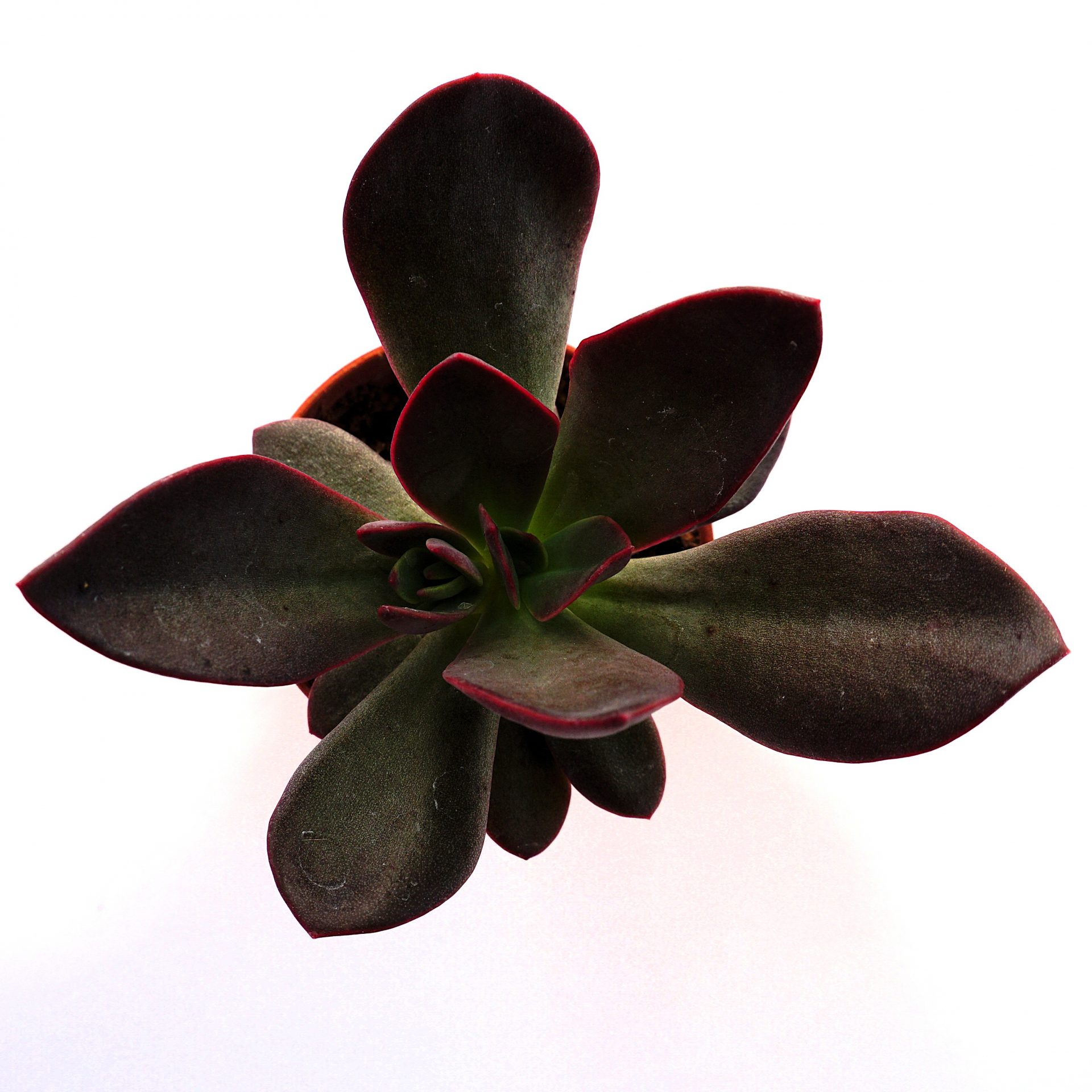 Echeveria primadonna