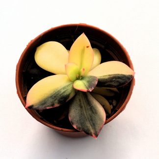 echeveria primadonna variegata