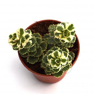 sedum takesimense atlantis