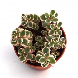 sedum spurium tricolor
