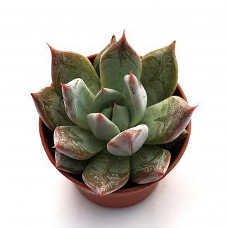 echeveria colorata roof