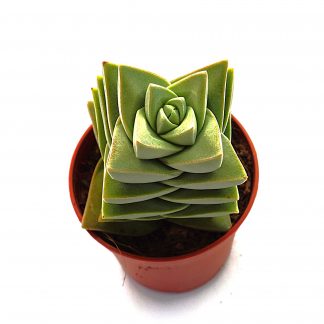 crassula moonglow