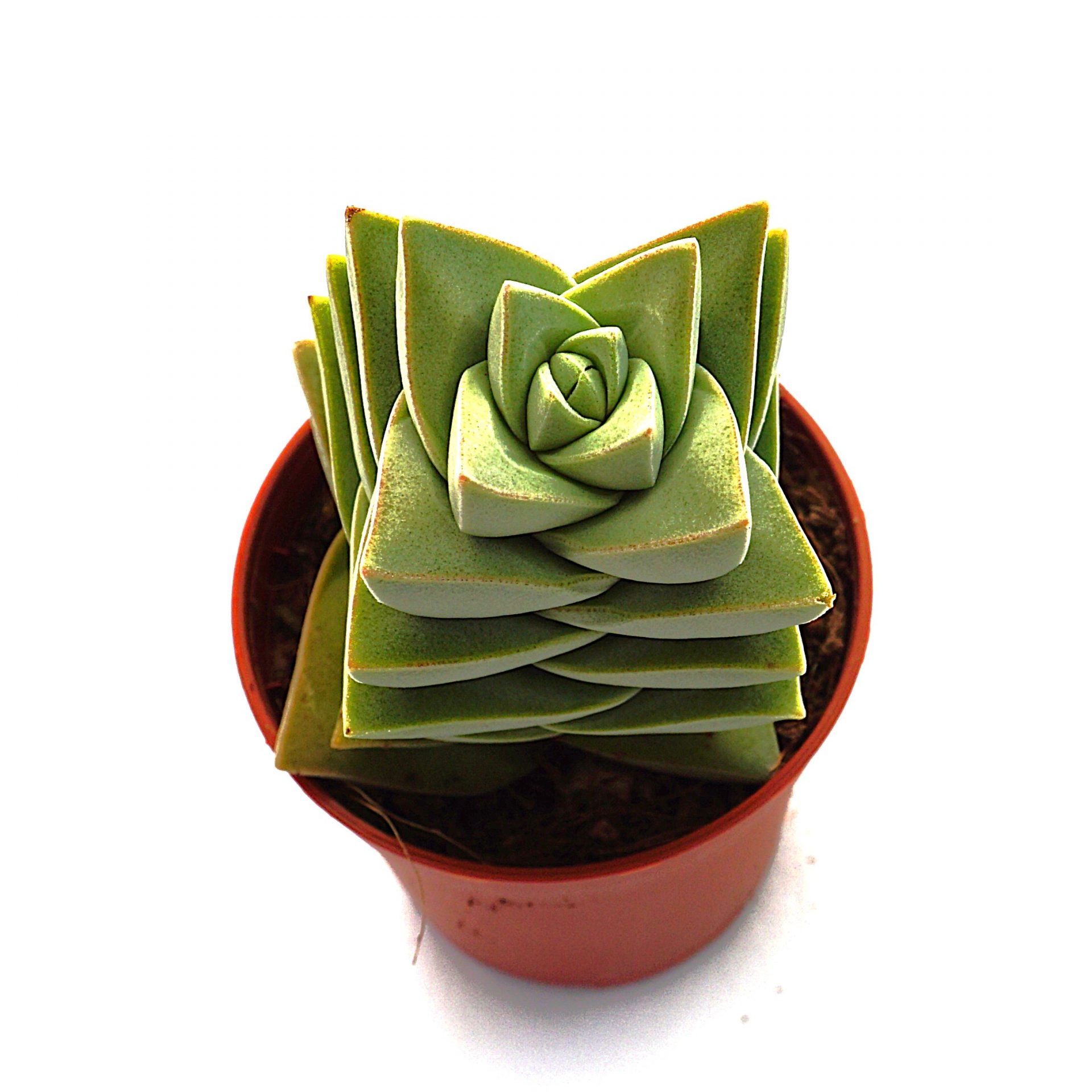 crassula moonglow