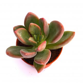 echeveria rezry korean