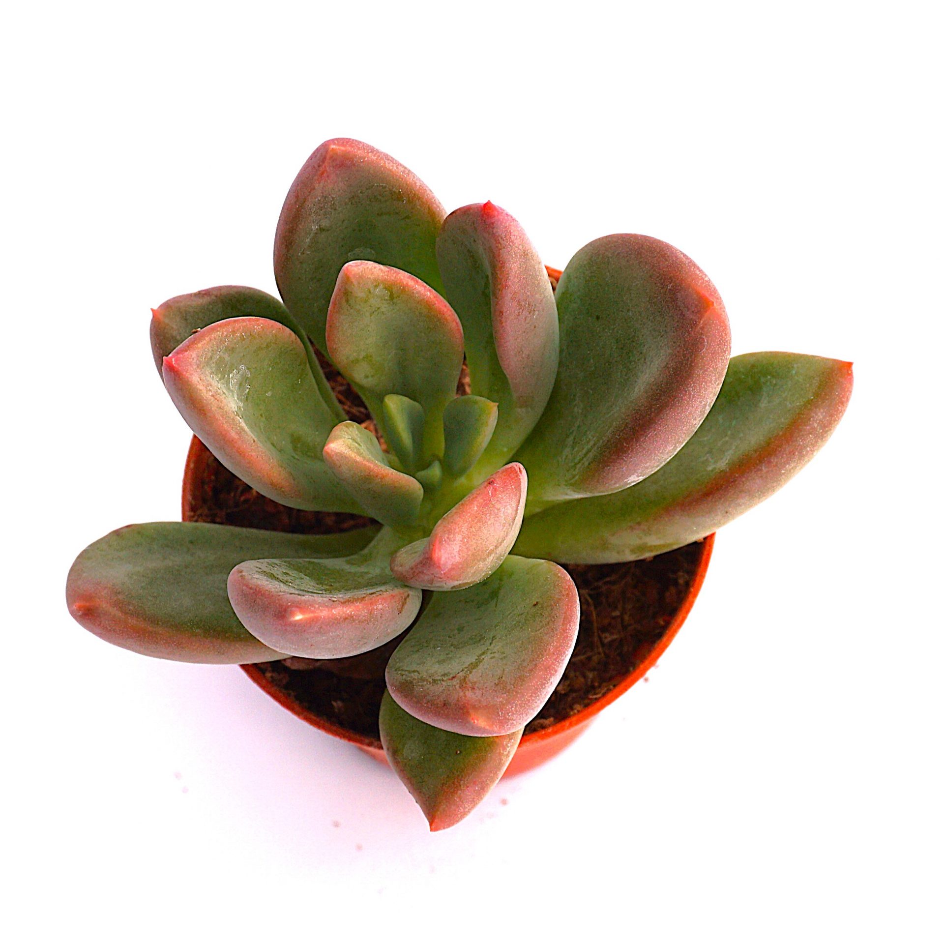 echeveria rezry korean
