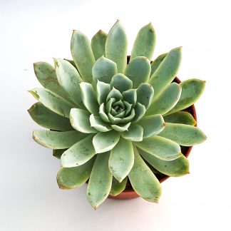 echeveria violet queen