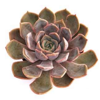 echeveria orion