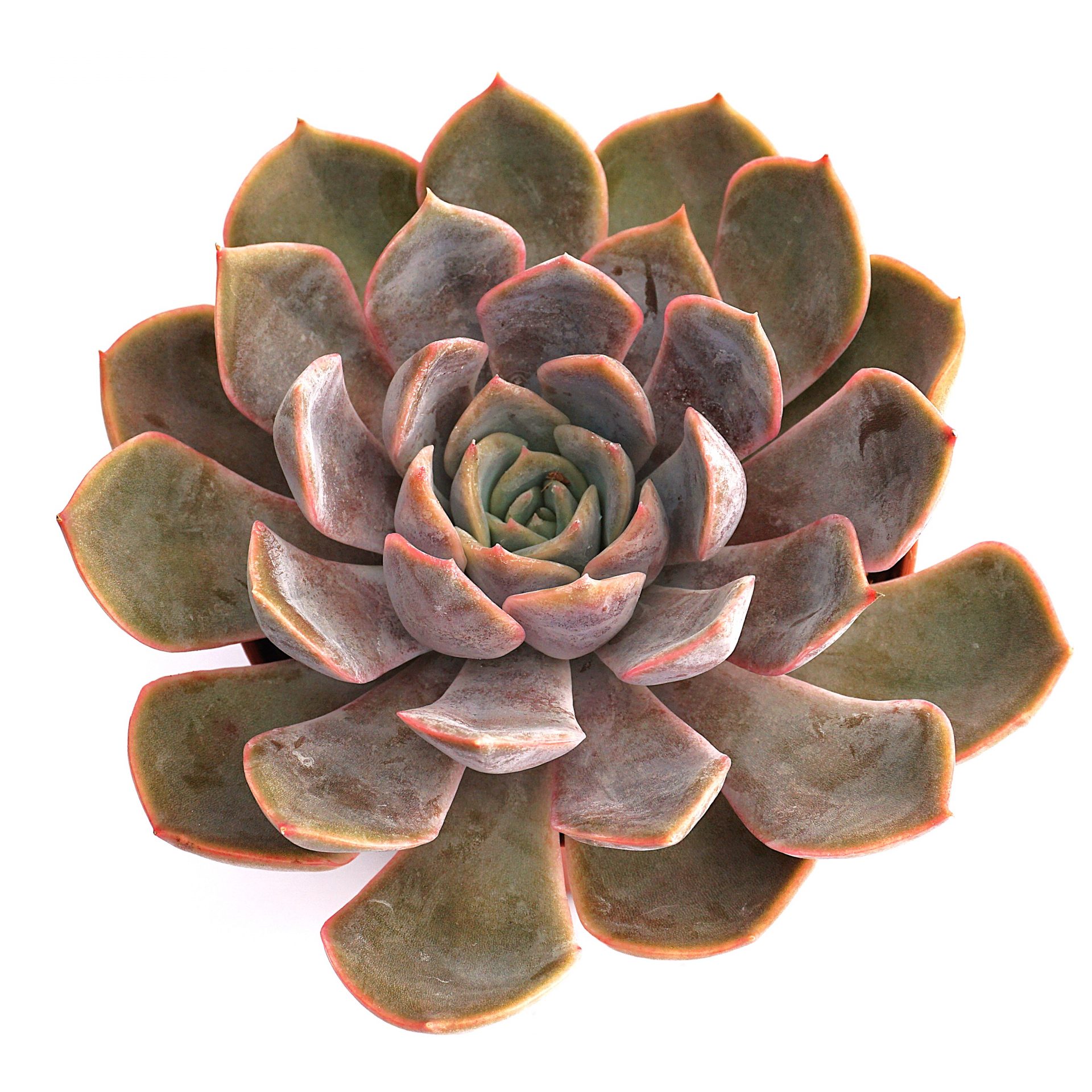 echeveria orion