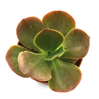 echeveria mandala x pallida