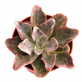 echeveria virosa
