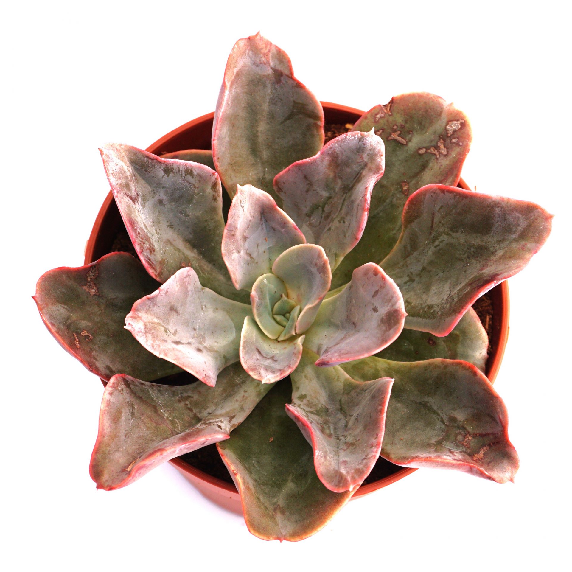 echeveria virosa