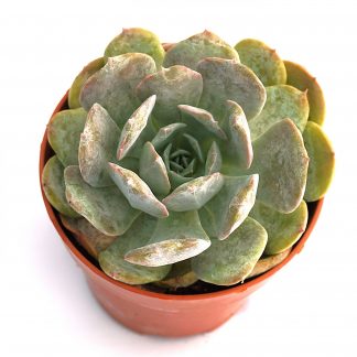 echeveria white one korean