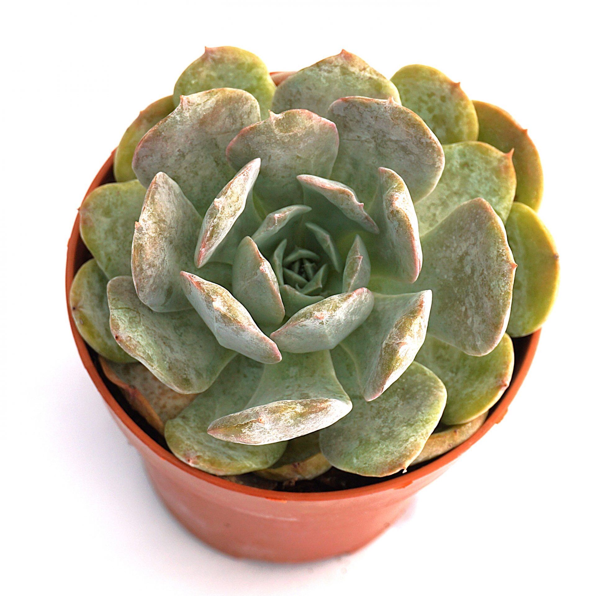 echeveria white one korean