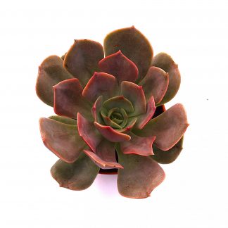 echeveria pink diamond