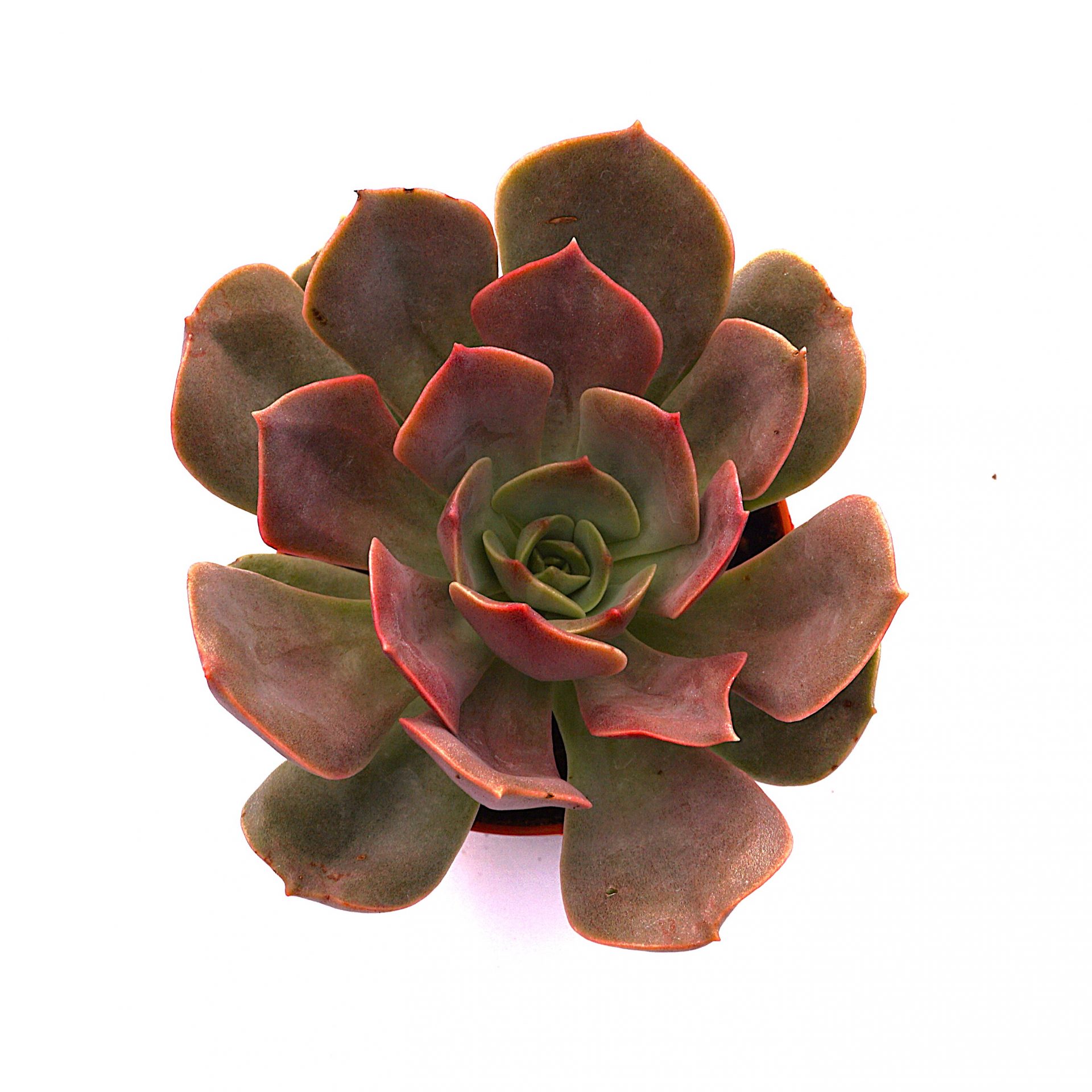 echeveria pink diamond