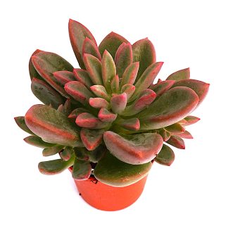 echeveria rezry korean